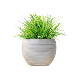 Home Decor Shopping
